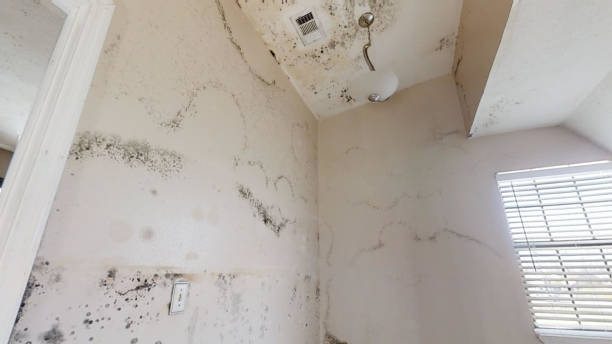 Best Mold Removal for HVAC Installations  in Chesapeake, WV