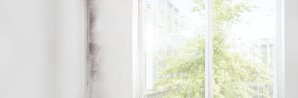 Best Residential Mold Inspection & Testing  in Chesapeake, WV