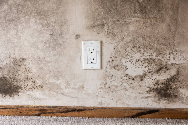 Mold Removal for HVAC Installations in Chesapeake, WV